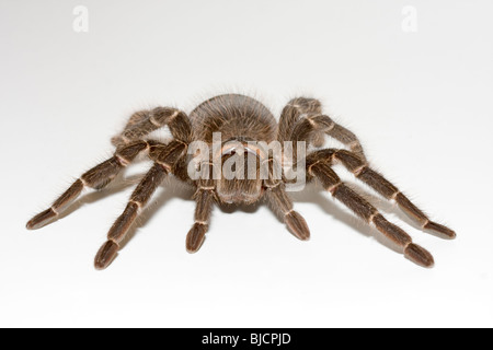 Bird spider, Lasiodora parahybana Foto Stock