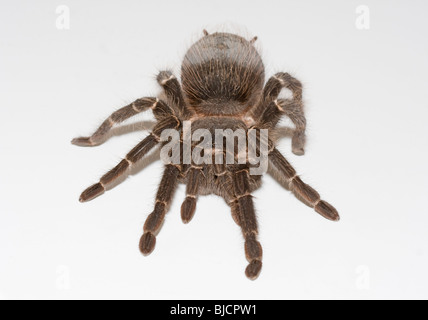 Bird spider, Lasiodora parahybana Foto Stock