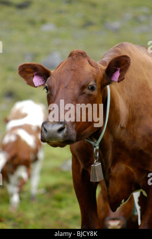 Una mucca marrone con una campana in Norvegia Foto Stock