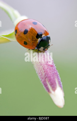 Sette spot coccinella, Coccinella septempunctata Foto Stock