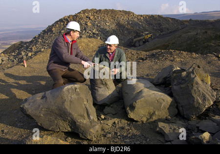 I geologi esaminare alcuni dei 300 milioni di anni alberi fossili conservati nel mudstone esposta in corrispondenza di un sito a cielo aperto Foto Stock