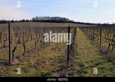 Regno Unito surrey dorking Denbies Wine Estate Foto Stock