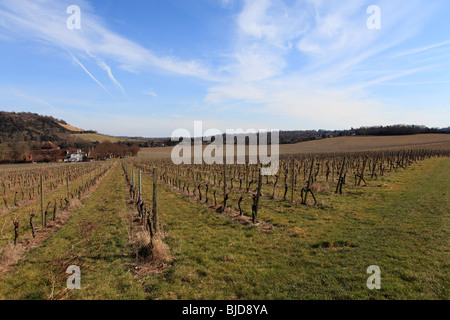 Regno Unito surrey dorking Denbies Wine Estate Foto Stock