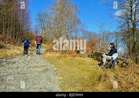 Pendio roccioso sulla Carron Crag Trail, Grizedale Forest, Cumbria Foto Stock