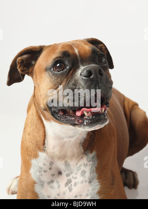 Primo piano della femmina cane boxer su sfondo bianco Foto Stock