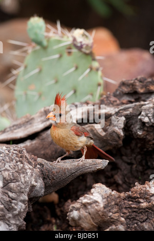 Il Cardinale settentrionale (Cardinalis cardinalis superbus), femmina. Foto Stock