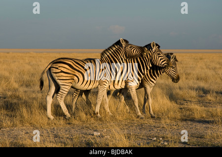 Tre zebre lo sfregamento e la riproduzione Foto Stock