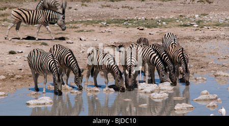 Zebre bere nei waterhole Foto Stock