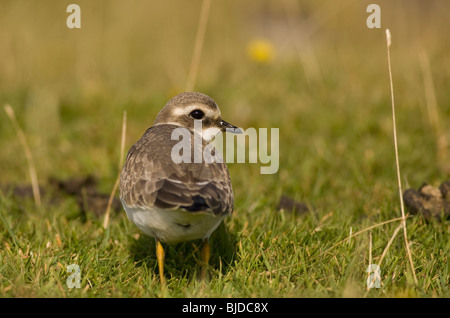 Di inanellare Plover, capretti, Charadrius Hiaticula, Davidstow Airfield, Cornovaglia Foto Stock