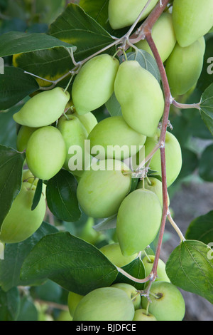 Jujube 'Ziziphus jujuba' maturazione di frutta sul ramo. Foto Stock