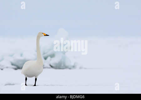 Whooper Swan (Cygnus cygnus) in inverno. Foto Stock