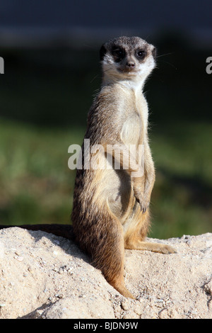 Mantenere un occhio per suricate in zoo Foto Stock