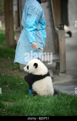 Bimbo piccolo panda a Chengdu Panda allevamento Base di ricerca, a Chengdu, in Cina. Foto Stock