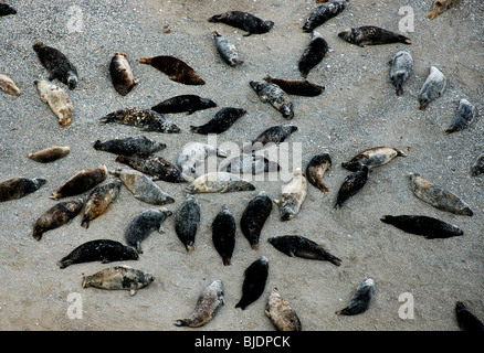 Club di guarnizioni posa sulla spiaggia di St Ives Corwall Foto Stock