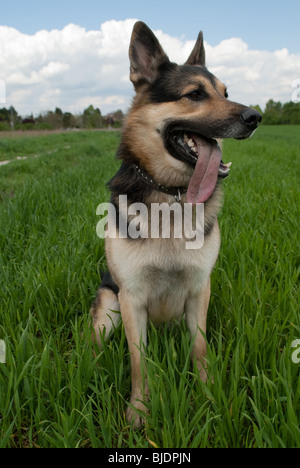 Un cane seduto fuori nel prato cercando assetato a qualcosa di lontano Foto Stock