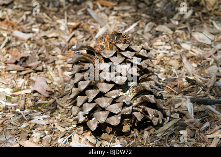 Un enorme Pino scavo pigna Pinus sabiniana. Foto Stock