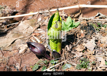 Appena emerse Skunk cavolo spathes emergenti nel molto inizio primavera. Foto Stock