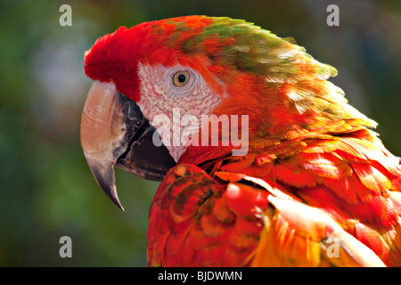 Backlit scarlet macaw parrot Foto Stock