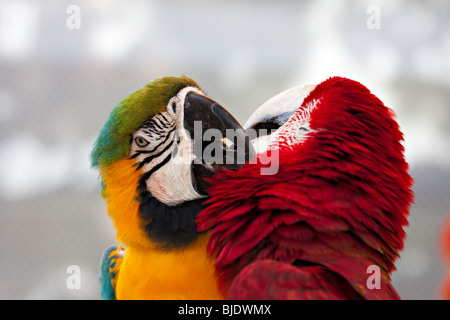 Due pappagalli macaw (verde-alati e verde e gialla) interagire gli uni con gli altri Foto Stock