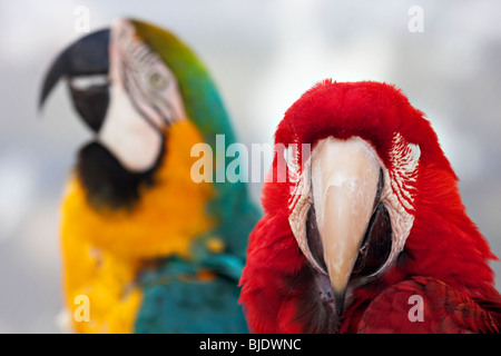 Verde-winged macaw con una offuscata blu e giallo parrot in background Foto Stock