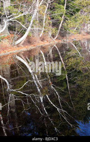 L'immagine speculare di rami di alberi in lago di riflessione, bianco betulla, Aspen, evergreen, abeti, verde rami lago blu, i colori dell'autunno Foto Stock