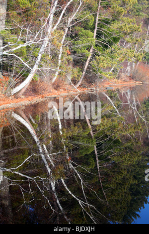 L'immagine speculare di rami di alberi in lago di riflessione, bianco betulla, Aspen, evergreen, abeti, verde rami lago blu, i colori dell'autunno Foto Stock