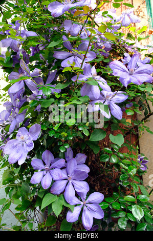 La clematide fiori Foto Stock