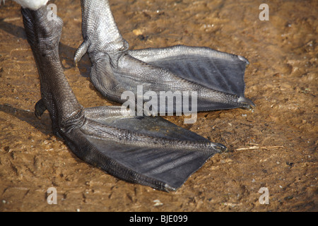 Cigno (Cygnus olor) palmati piedi Foto Stock