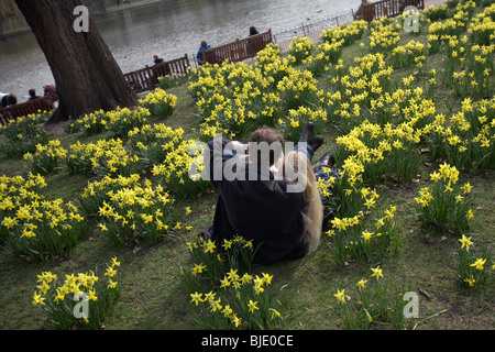 Una coupé tra i narcisi in primavera a St James Park, Londra Foto Stock