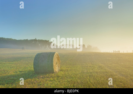 Sun bruciare attraverso Alba nebbia, vicino a Elk Island National Park, Alberta, Canada Foto Stock