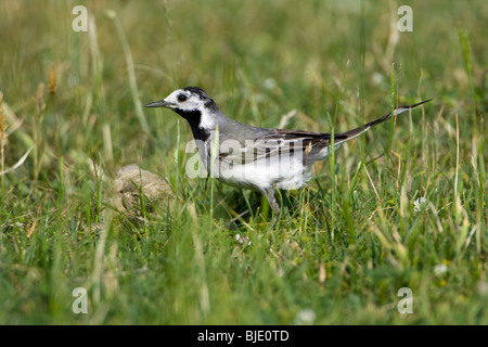 White Wagtail (Motacilla alba) nel campo di erba Foto Stock