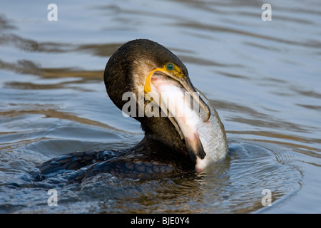 Cormorano (Phalacrocorax carbo) la pesca e la cattura di un argento orate di pesci (Blicca bjoerkna) nel lago Foto Stock