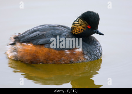 Nero-colli / svasso Eared grebe (Podiceps nigricollis) in estate piumaggio sulle sponde di un lago, Zeeland, Paesi Bassi Foto Stock