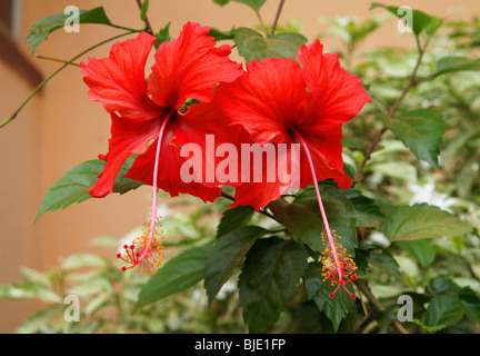 Hibiscus, genere di piante in fiore nella famiglia di malva, Malvaceae. Foto Stock