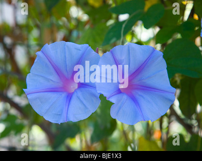 Hyères, Provenza, Francia. Fiori di gloria di mattina (Ipomoea tricolore). Foto Stock