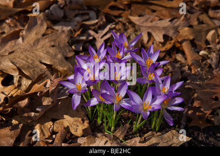 Primo piano gruppo di tommasiniano viola crocchi fiori foglie all'inizio della primavera dall'alto nessuno sfocato sfocatura sfondo ad alta risoluzione Foto Stock