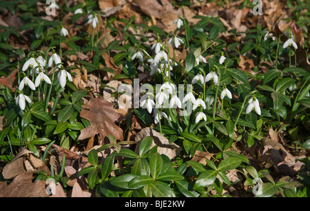 Gruppo bianco comune di gocce di neve gruppo di fiori (Galanthus nivalis) lascia prima primavera dall'alto nessuno sfocato sfocatura sfondo ad alta risoluzione Foto Stock