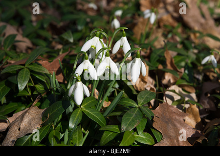 Gruppo bianco comune di gocce di neve gruppo di fiori (Galanthus nivalis) foglie essiccate all'inizio della primavera dall'alto nessuno sfocato sfocatura sfondo ad alta risoluzione Foto Stock