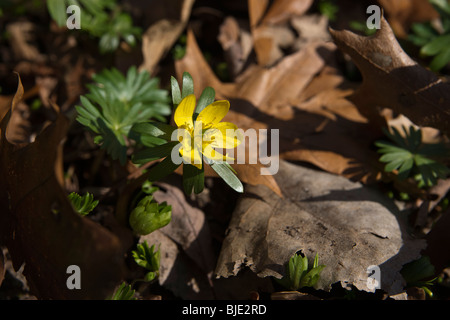 I lupi Winter Aconite Eranthis Hyemalis Buttercup Bane immagini foto foto grandi ad alta risoluzione dall'alto orizzontale negli Stati Uniti ad alta risoluzione Foto Stock