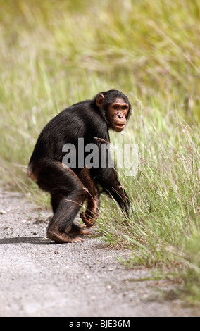 Kihango cercando nervose come egli attraversa la gola di strada per spostarsi nella savana erba sul suo viaggio pericoloso per una fruttificazione fig tree Foto Stock