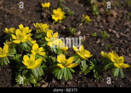 I lupi Winter Aconite Eranthis Hyemalis Buttercup Bane immagini foto foto grandi ad alta risoluzione dall'alto orizzontale negli Stati Uniti ad alta risoluzione Foto Stock