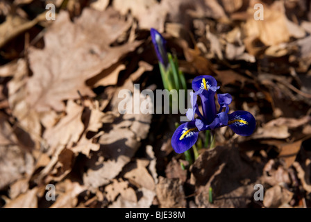 Iris reticulata viola fioritura foglie di quercia essiccate all'inizio della primavera dall'alto nessuno sfocato sfocatura sfondo floreale ad alta risoluzione Foto Stock