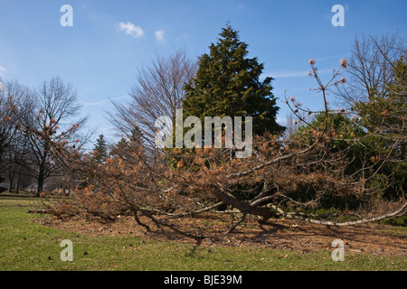 Parco all'inizio della primavera con alberi senza fronzoli e parco cittadino sullo sfondo del cielo blu in Ohio, Stati Uniti, alta risoluzione Foto Stock