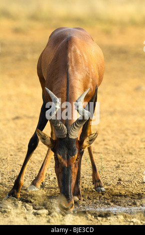 Red hartebeest bere Foto Stock