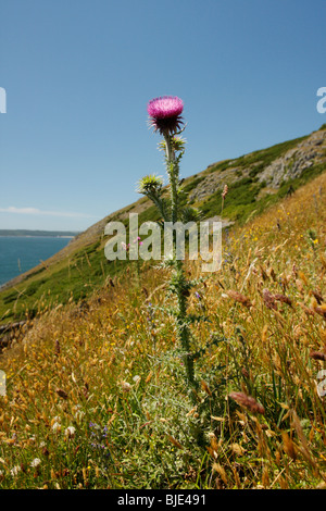 Thistle cresce su rupi Pennard, Penisola di Gower, West Glamorgan, South Wales, Regno Unito Foto Stock