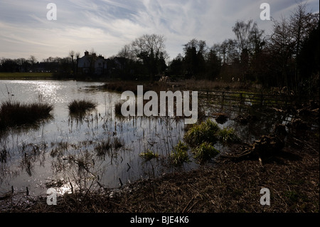 Un stagno su Gerrards Cross West comune. Foto Stock