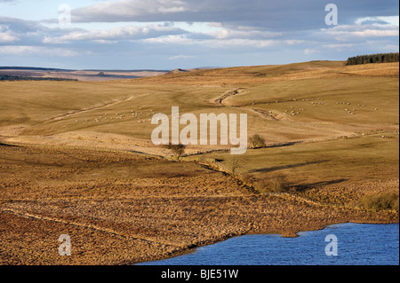 Guardando a nord da balze Highshield sulla rupe del Lough sulla sezione centrale del Vallo di Adriano percorso in Northumberland Foto Stock