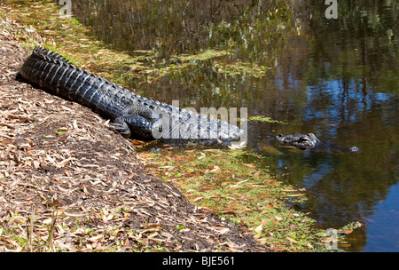 Alligator alligator mississippiensis Foto Stock