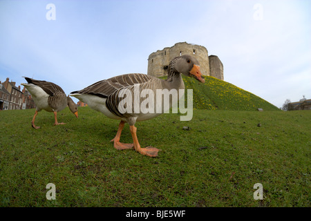 Vista fisheye del una coppia di oche graylag in cerca di cibo sulle rive del La Torre di Clifford a York. Foto Stock