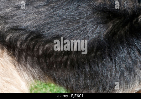 Pastore Tedesco, Canis lupus familiaris, lungo cappotto nero, pellicce Foto Stock